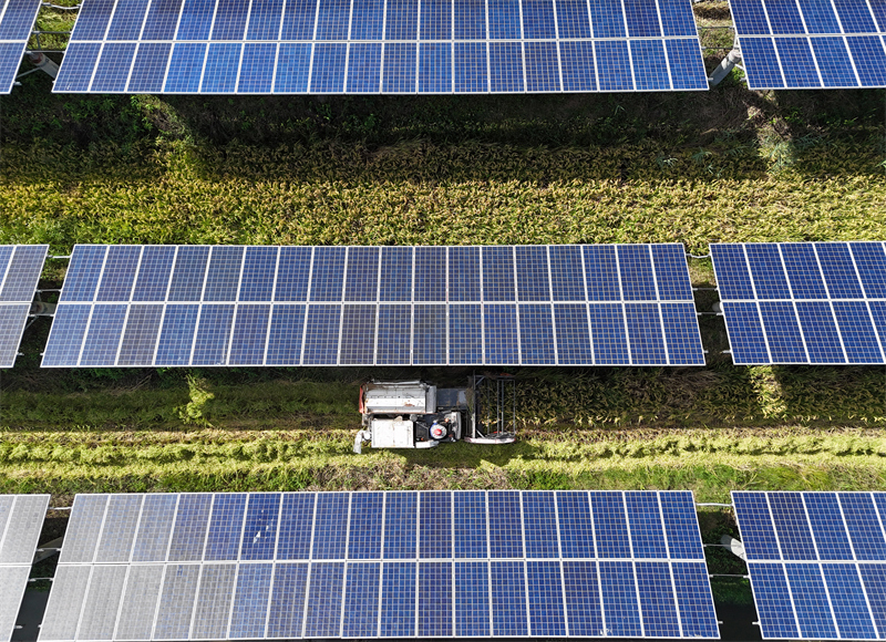 Zhejiang : la récolte du riz sous les panneaux photovolta?ques à Yueqing