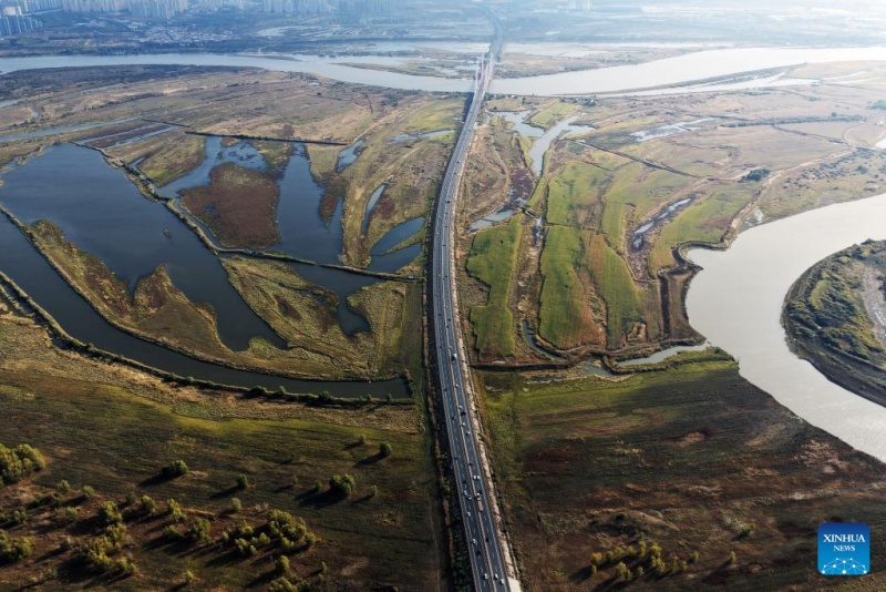 Heilongjiang : les paysages d'automne du parc des zones humides de Harbin