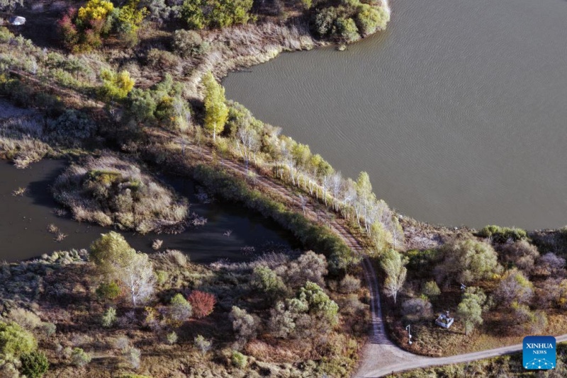 Heilongjiang ?: ?les paysages d'automne du parc des zones humides de Harbin