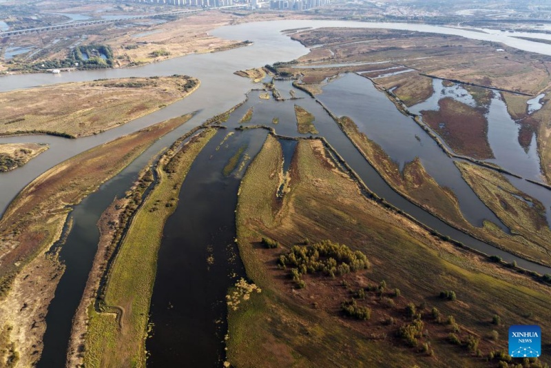 Heilongjiang ?: ?les paysages d'automne du parc des zones humides de Harbin