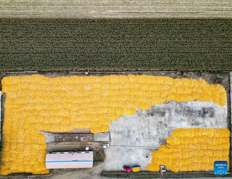 Une photo aérienne prise par drone le 9 octobre 2025 montre le ma?s fra?chement récolté à la coopérative de Han Fengxiang, dans le comté de Lishu de la province du Jilin (nord-est de la Chine). (Photo/Xinhua)