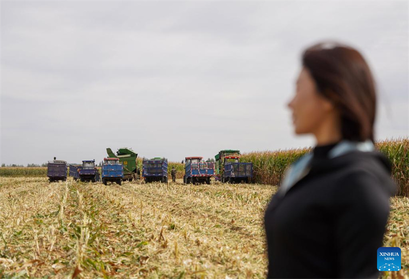 Jilin?: ?une ??nouvelle agricultrice?? dynamise la revitalisation rurale grace à de nouveaux modèles