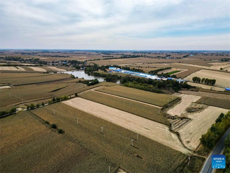 Jilin?: ?une ??nouvelle agricultrice?? dynamise la revitalisation rurale grace à de nouveaux modèles