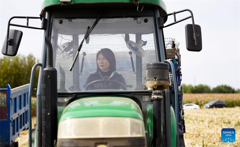 Jilin?: ?une ??nouvelle agricultrice?? dynamise la revitalisation rurale grace à de nouveaux modèles