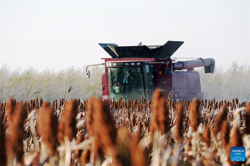 Heilongjiang?: ?la saison des récoltes d'automne a commencé