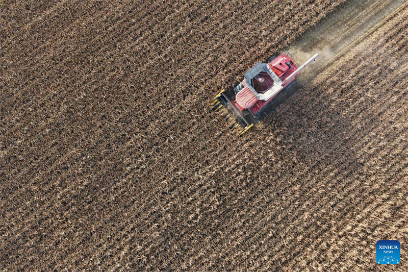 Photo aérienne prise par un drone le 11 octobre 2025 montrant une moissonneuse-batteuse au travail dans un champ de la société Sifangshan Farm Co., Ltd. du groupe Beidahuang, à Zhaodong, dans la province du Heilongjiang (nord-est de la Chine).(Photo/Xinhua)