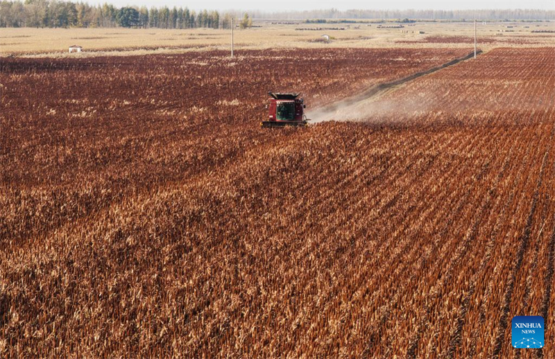 Heilongjiang?: ?la saison des récoltes d'automne a commencé