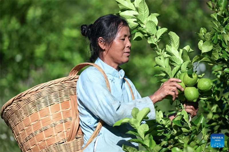 Guizhou : le canton de Zhexiang transforme le citron en une industrie locale importante