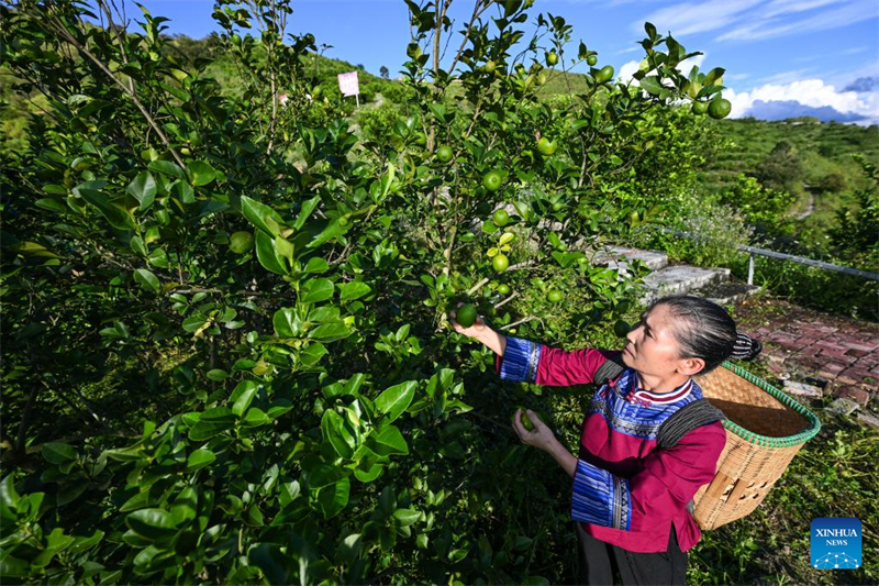 Guizhou : le canton de Zhexiang transforme le citron en une industrie locale importante