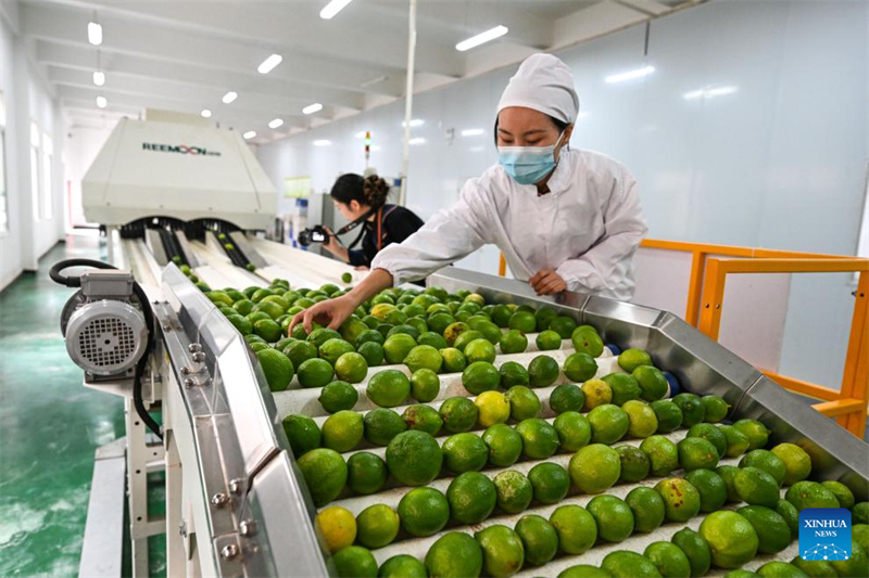 Guizhou : le canton de Zhexiang transforme le citron en une industrie locale importante