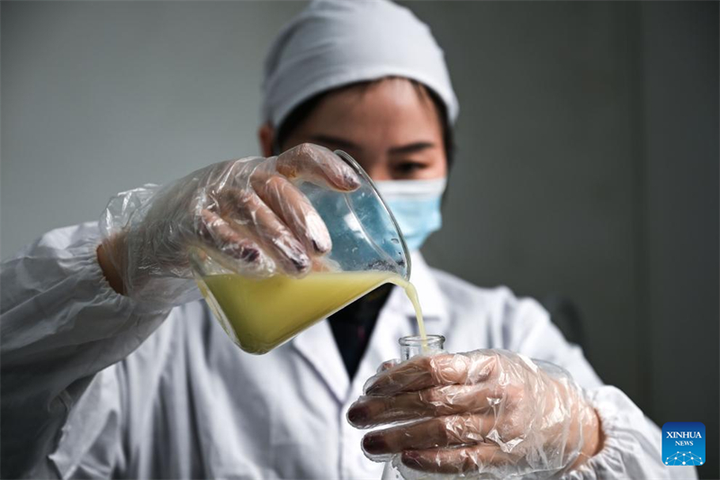 Guizhou : le canton de Zhexiang transforme le citron en une industrie locale importante