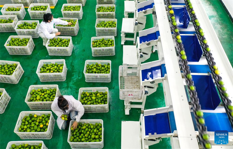 Guizhou : le canton de Zhexiang transforme le citron en une industrie locale importante