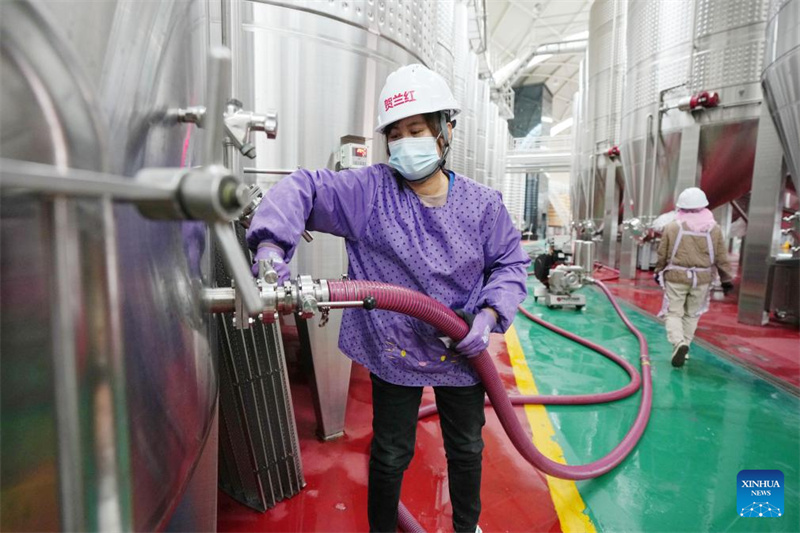 Ningxia?: la ville de Minning prospère grace au vin dans un contexte de transformation écologique