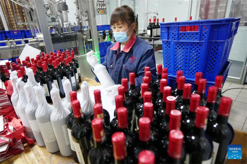 Ningxia?: la ville de Minning prospère grace au vin dans un contexte de transformation écologique