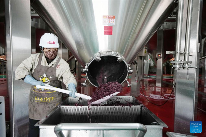 Ningxia?: la ville de Minning prospère grace au vin dans un contexte de transformation écologique