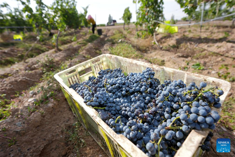 Des agriculteurs récoltent des raisins de cuve dans le canton de Minning du comté de Yongning à Yinchuan, capitale de la région autonome Hui du Ningxia (nord-ouest de la Chine), le 14 octobre 2025. (Photo/Xinhua)