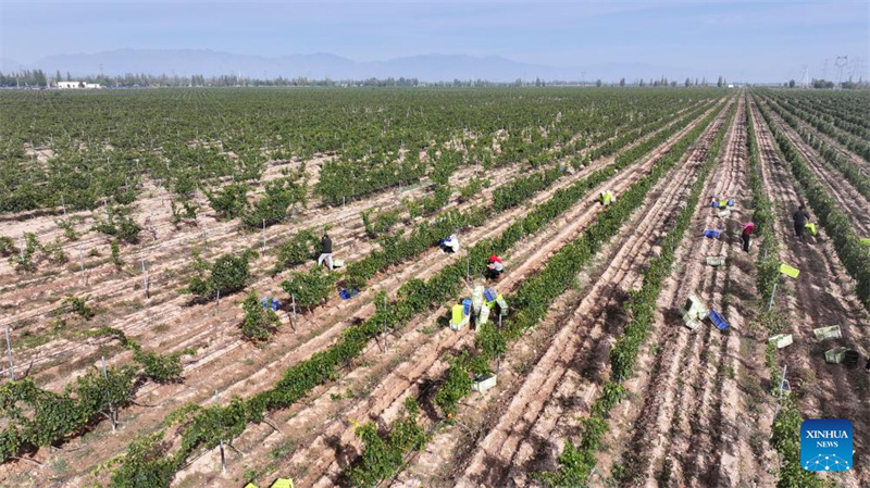 Ningxia?: la ville de Minning prospère grace au vin dans un contexte de transformation écologique