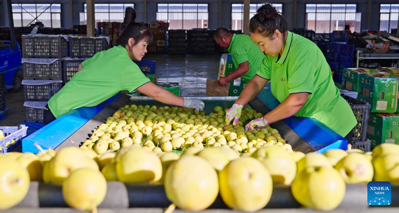 Des membres du personnel trient des poires Nanguo lors d'un atelier du canton de Haicheng, à Anshan, dans la province du Liaoning (nord-est de la Chine), le 21 septembre 2025. (Xinhua/Wu Qinghao)