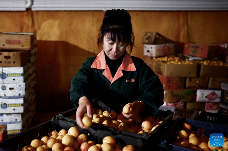 Liaoning?: les entreprises de transformation de poires Nanguo de Haicheng entrent dans la haute saison de production