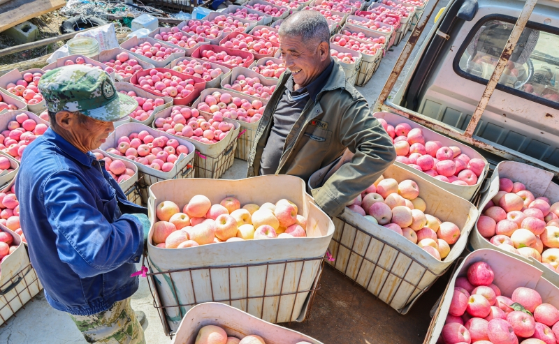 Shandong : une riche récolte de pommes à Rushan