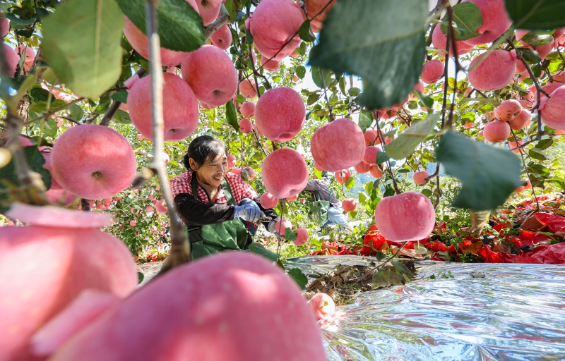 Shandong : une riche récolte de pommes à Rushan