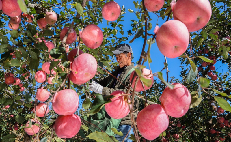 Shandong : une riche récolte de pommes à Rushan