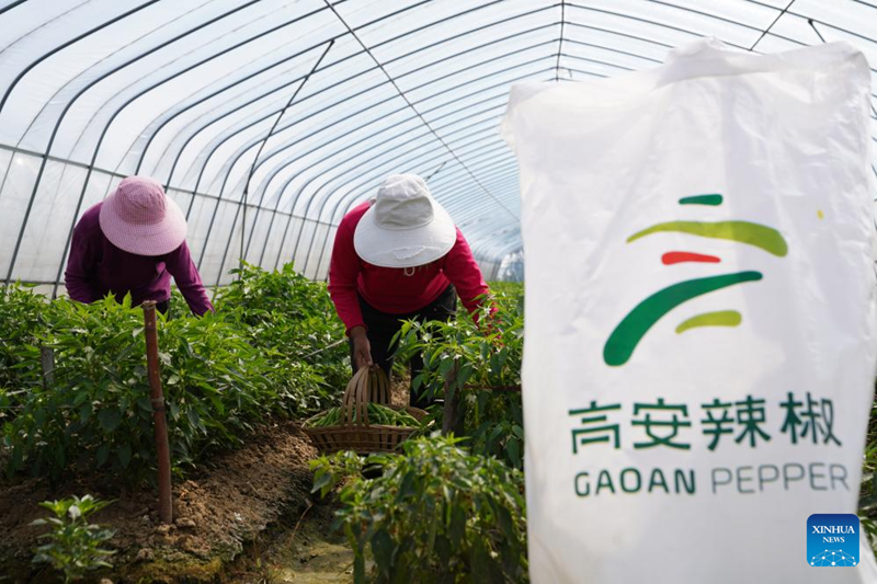 Jiangxi : les ventes de piment à Gao'an en hausse grace à la diffusion en direct sur Internet