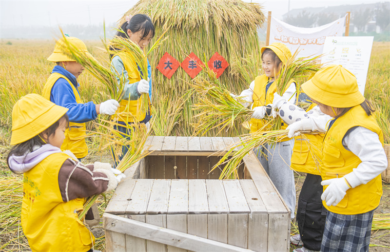 Jiangsu : une ? classe des récoltes d'automne ? au c?ur des rizières à Suqian