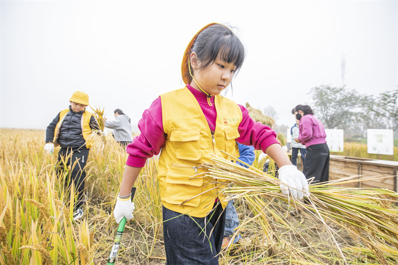 Jiangsu : une ? classe des récoltes d'automne ? au c?ur des rizières à Suqian