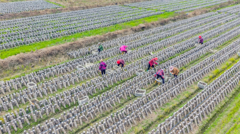 Jiangxi?: la récolte des champignons noirs à Xingan
