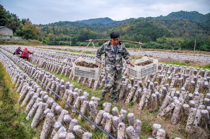 Jiangxi?: la récolte des champignons noirs à Xingan