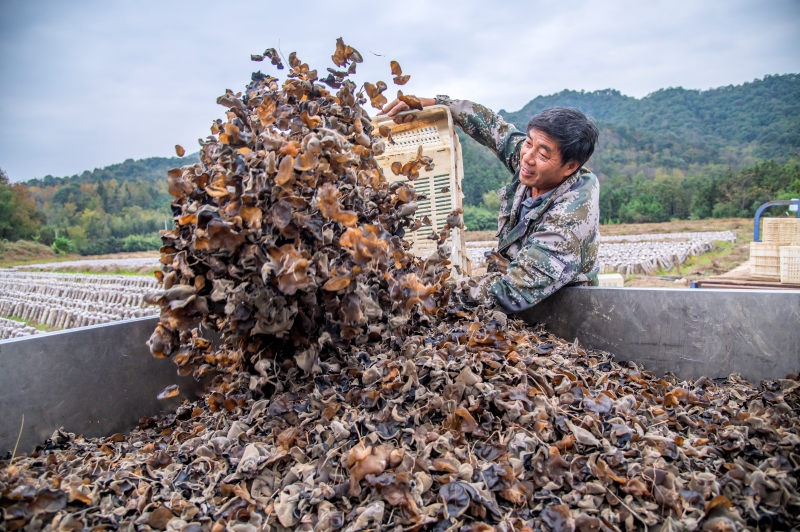 Jiangxi?: la récolte des champignons noirs à Xingan