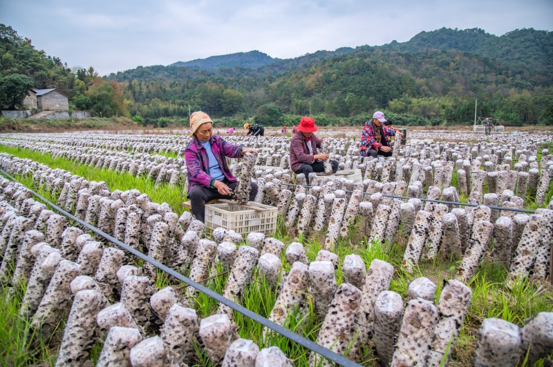 Jiangxi?: la récolte des champignons noirs à Xingan