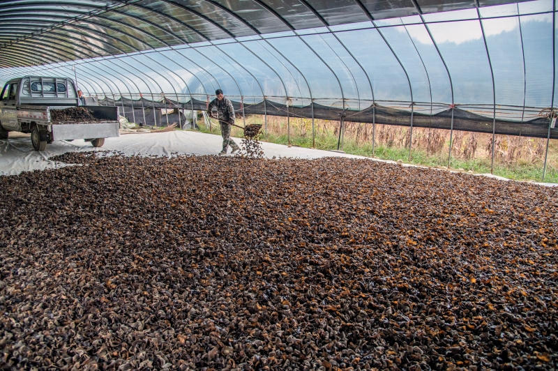 Jiangxi?: la récolte des champignons noirs à Xingan