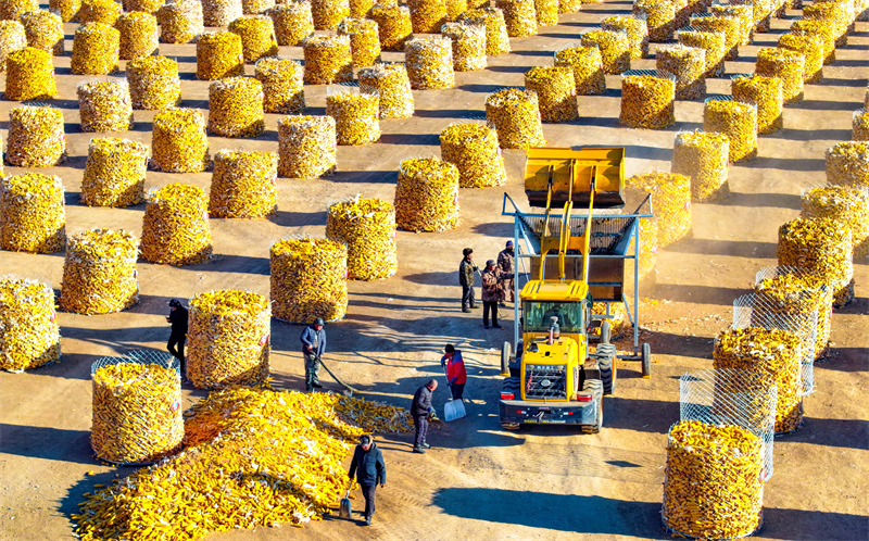 Mongolie intérieure : stockage scientifique des céréales, rendement élevé et revenus accrus dans la Ligue de Xing'an