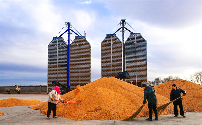Mongolie intérieure : stockage scientifique des céréales, rendement élevé et revenus accrus dans la Ligue de Xing'an