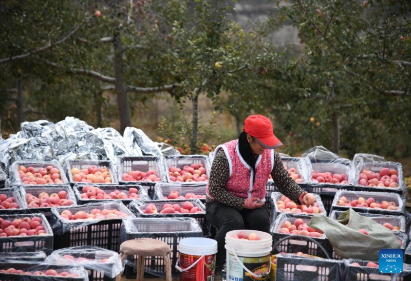 Shaanxi?: là où le sable soufflait autrefois, la récolte des pommes bat son plein à Maowusu