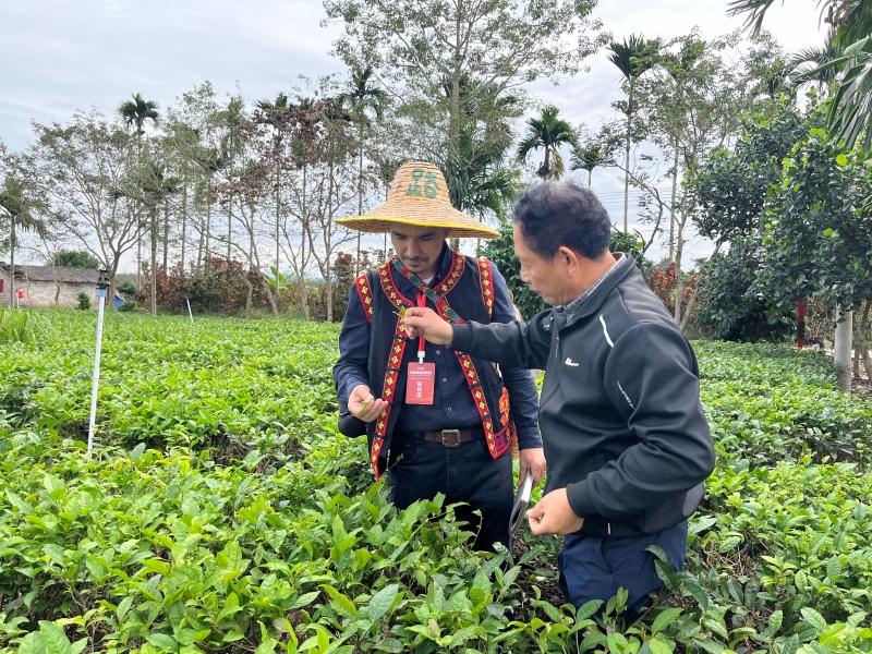 Hainan?: les experts étrangers découvrent la culture du thé biologique à Baisha