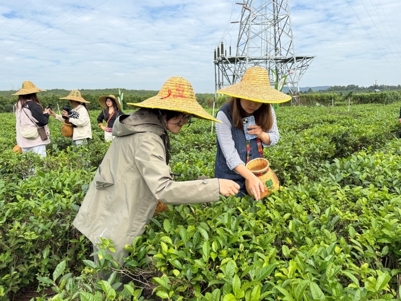 Hainan?: les experts étrangers découvrent la culture du thé biologique à Baisha