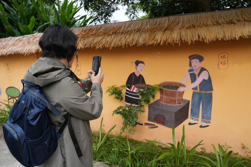 Hainan?: les experts étrangers découvrent la culture du thé biologique à Baisha
