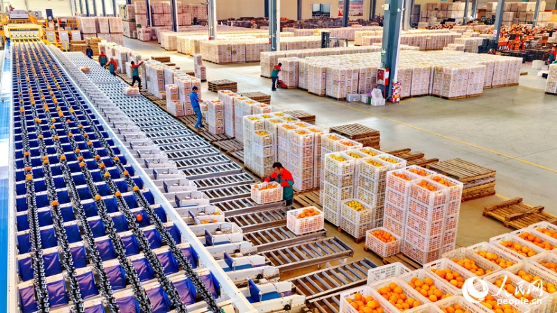 Jiangxi : à Anyuan, la sélection intelligente des fruits stimule les ventes d'oranges navel