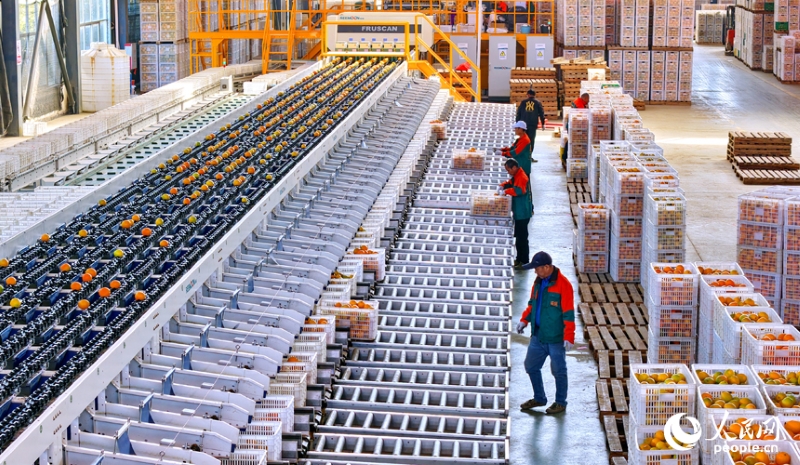 Jiangxi : à Anyuan, la sélection intelligente des fruits stimule les ventes d'oranges navel
