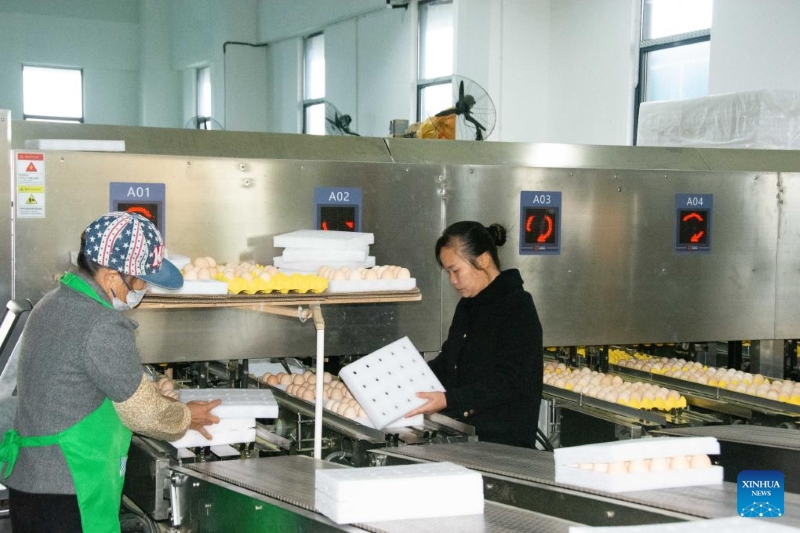 Hunan?: le district de Lengshuitan stimule le développement d'élevages de poules pondeuses