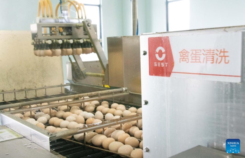 Hunan?: le district de Lengshuitan stimule le développement d'élevages de poules pondeuses