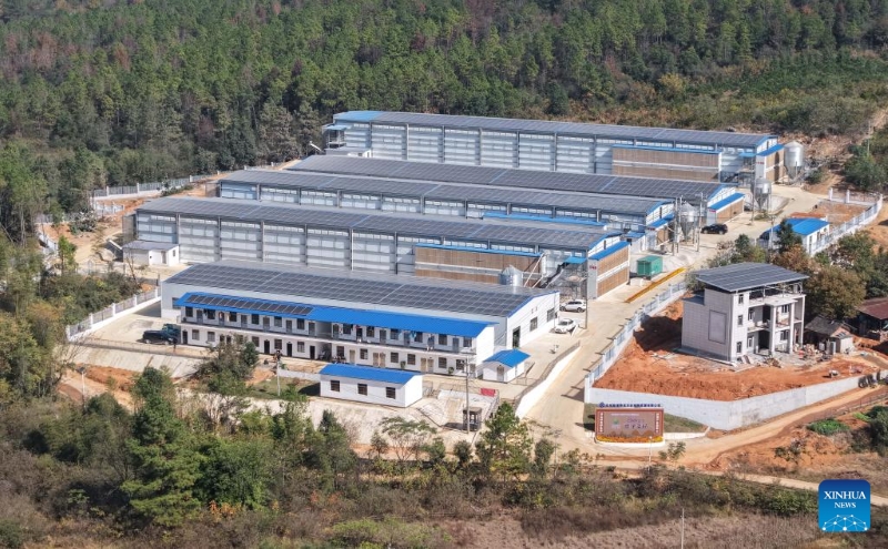 Hunan?: le district de Lengshuitan stimule le développement d'élevages de poules pondeuses