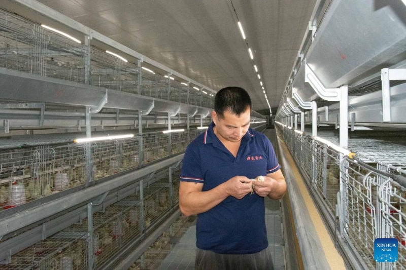 Hunan?: le district de Lengshuitan stimule le développement d'élevages de poules pondeuses