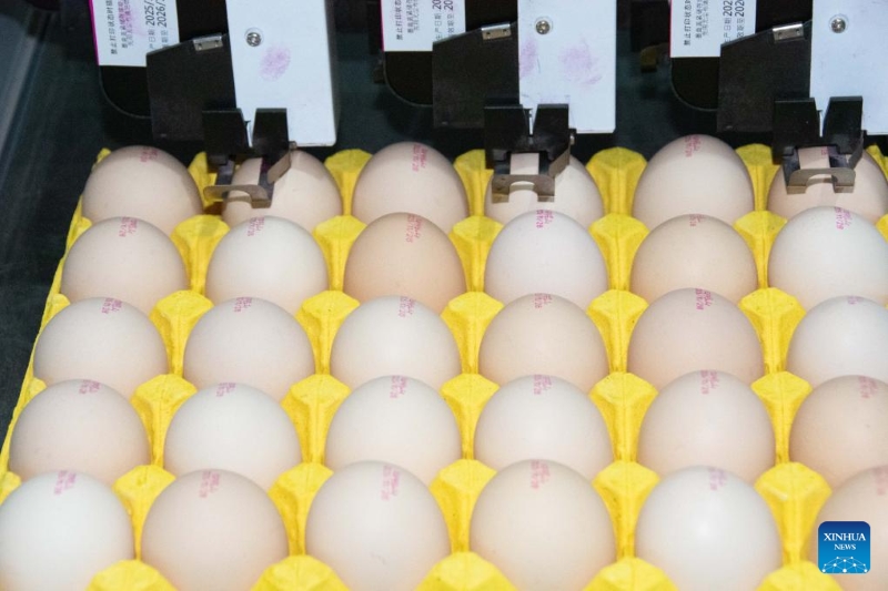 Hunan?: le district de Lengshuitan stimule le développement d'élevages de poules pondeuses