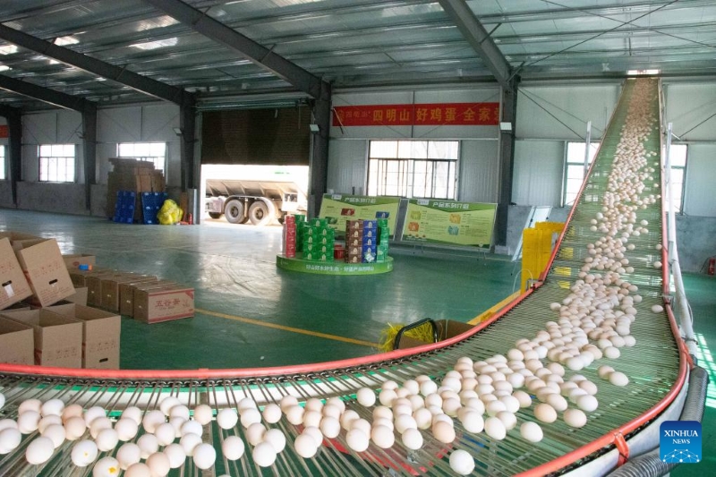 Hunan?: le district de Lengshuitan stimule le développement d'élevages de poules pondeuses