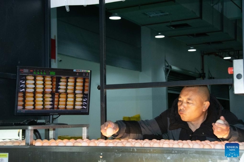 Hunan?: le district de Lengshuitan stimule le développement d'élevages de poules pondeuses