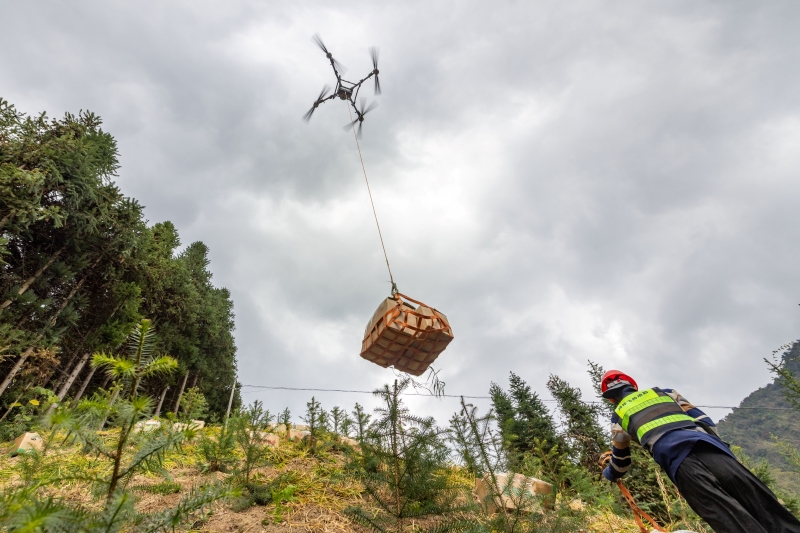 Guangxi : une riche récolte de gingembre à Mengshan